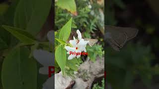 Night flowering jasmine garden buterflyshortvideo nature 🤍✅ [upl. by Briscoe848]