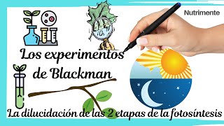 El experimento de Blackman  La dilucidación de las 2 etapas de la FOTOSÍNTESIS [upl. by Ganiats]