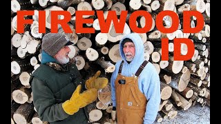 How to identify trees by bark for firewood production  609 [upl. by Baerl]