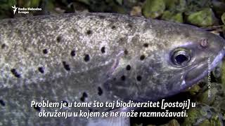 Fekalije su svuda Sve ugroženije Ohridsko jezero [upl. by Atteniuq]