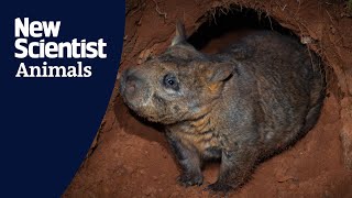 Watch a rare interaction between a wombat and an echidna [upl. by Lap]