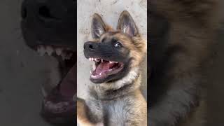 Kisi bhi dog ko master training kaise de short dogtraining germanshepherd viralvideo doglover [upl. by Ahsinam]