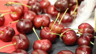 Fruit Logistica 2024  Meda premium cherry [upl. by Yorel]