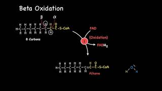 Beta Oxidation Part 2 [upl. by Ardnuahs]