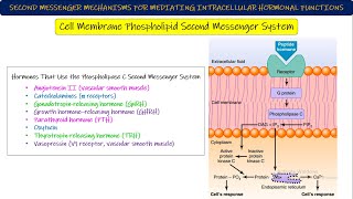 Adenylyl CyclasecAMP Cell membrane Phospholipid 2nd messenger System Chapter 75 part 7 Guyton [upl. by Assirrec]