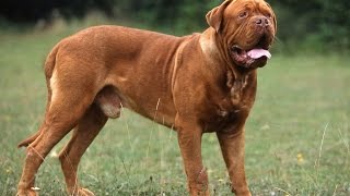 Dogue de Bordeaux tout savoir sur cette race de chien Bordeauxdog VF [upl. by Acinor]