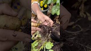 Get the Most Out of Your Potato Plants Harvesting Made Easy [upl. by Emeline]