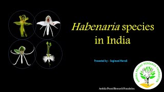 Habenaria species orchids terrestrial orchidworld odisha conservation conservationawareness [upl. by Ryann]