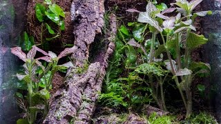 Vertical 10g Naturalistic Vivarium Build [upl. by Adnir]