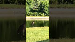 Sandhill Crane Calling [upl. by Maxy867]