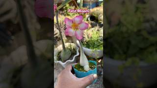 Adenium Bloom First Bloom adenium gardendiary blooms flowers trendingshorts shorts trending [upl. by See976]