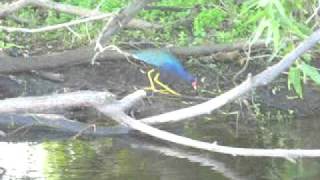 Purple Gallinule in the St Johns marsh [upl. by Esinehs793]