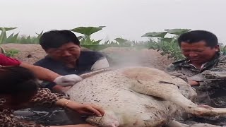 Massive Ostrich Cooked In Kiln  Roasting an Ostrich WHOLE  Cooking Wild  2023 [upl. by Mieka]