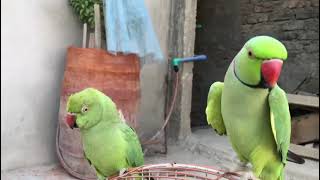 Lovely Parrots talking mithu viral videomithu mithu voice [upl. by Dellora]