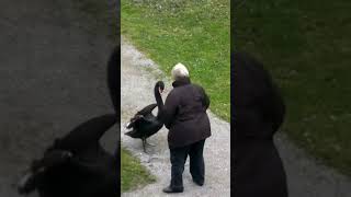 Whos the boss here Part 180 shorts blackswan [upl. by Kaule]