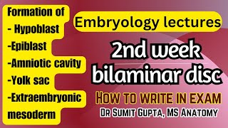 2nd week of development  General Embryology [upl. by Artened]