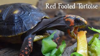 Red Foot Tortoises  Setting Up a Bioactive Vivarium Care and Adopting [upl. by Kinson]