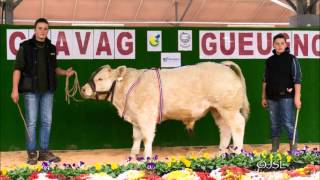 CONCOURS CHAROLAIS GUEUGNON 2015 [upl. by Zere]