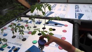 aquaponics made easy cheap 2 [upl. by Laefar183]