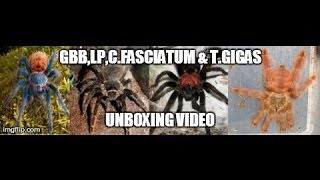 Tartan Tarantulas Unboxing GBBLParyhabana CFasciatum TGigas [upl. by Aihseyn]