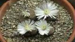 Living Stones Lithops Blooming Time Lapse [upl. by Hogle]