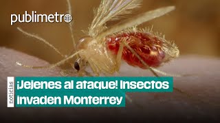 ¡Jejenes al ataque 🪲Insectos INVADEN Monterrey [upl. by Mot]