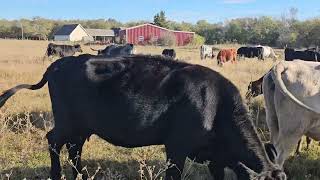 It takes a few years to see really good results when you start rotational grazing [upl. by Nnaerb]