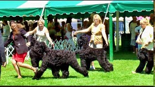 Black Russian Terrier [upl. by Kelton47]