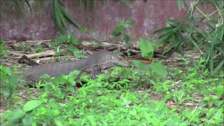 Monitor lizard wants to eat finch birds [upl. by Stacy]