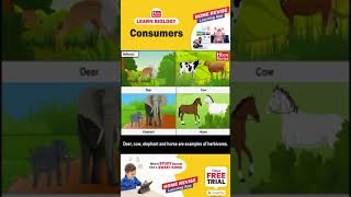 Types of Consumers  Consumers Carnivores Omnivores amp Herbivores  Learn Biology with Home Revise [upl. by Eenimod]