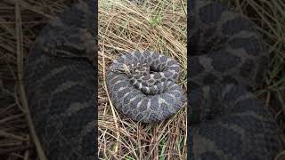 Eastern massasauga rattlesnake [upl. by Egiap]