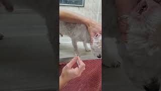 Dog ear hair removal plucking the hair from a dogs ears Havanese dog grooming without restraints [upl. by Apur]