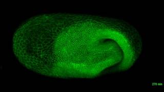 Fluorescent live imaging of embryo formation in the beetle Tribolium [upl. by Nnylylloh]