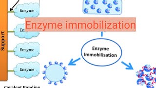 Enzyme immobilization [upl. by Harcourt5]