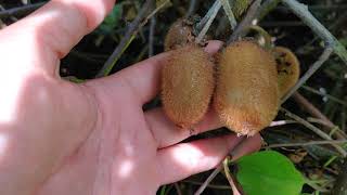 KIWI Actinidia Deliciosa  Rezistente la Ger [upl. by Durwin]