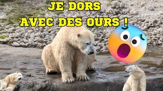 Les hôtels incroyables de Pairi Daiza test de la chambre ours polaire cest INCROYABLE [upl. by Ennavoj]