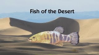 Death Valley  Fish of the Desert  Travel for Kids [upl. by Theresita]