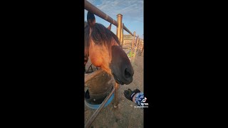 Gentling Journey Progress with Mustangs Legend Acres [upl. by Enoitna]