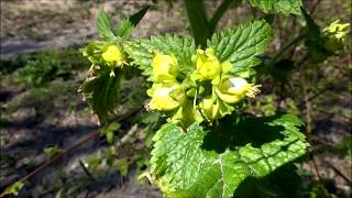 Yellow figwort Scrophularia vernalis  20150418 [upl. by Westerfield175]