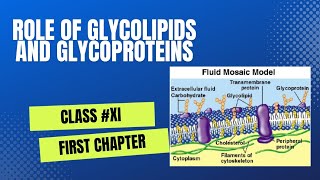 Role Of Glycolipids and Glycoproteins  Cell Membrane Class XI  First chapter Explain in Urdu [upl. by Llertnauq]