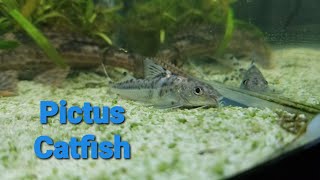 Pictus Catfish facts [upl. by Mikiso]