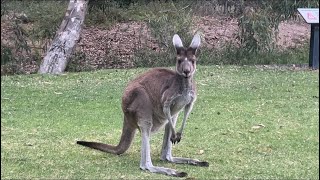 Yanchep National Park Perth Western Australia [upl. by Welsh]