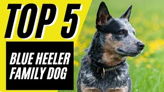 5 Reasons Blue Heelers Are GREAT Family Dogs  Australian Cattle Dog [upl. by Scarface]