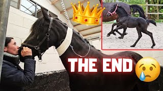 The sad😢 end of our beautiful Friesian horse Queen👑Uniek  Friesian Horses [upl. by Jaime]