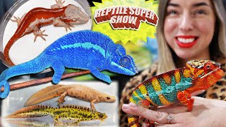 Vibrant Chameleons amp Geckos at Reptile Super Show [upl. by Eseilana400]