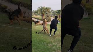 Tiger Attack on Dog 😰 Nouman Hassan [upl. by Amabil]