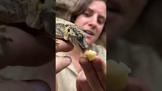 This is a Gargoyle Gecko and they are super cute🤩 [upl. by Oivaf622]