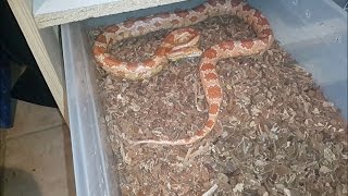 Manuseando Corn Snake Agressiva [upl. by Inasah487]