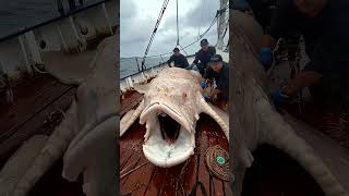 Giant Sea Monsters Caught by Fishermen 🐙🎣GiantSeaCreatures FishingDiscoveries OceanMysteries [upl. by Asia872]