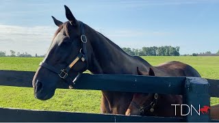 Zenyatta and Her Candy Ride Filly at Lanes End Farm [upl. by Rifkin]